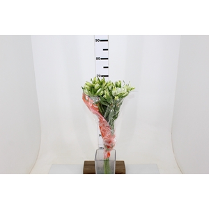 ALST. WHITNEY 070 CM