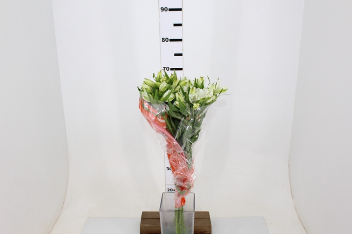ALST. WHITNEY 070 CM
