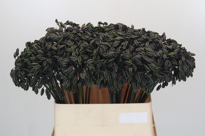Agapanthus Seed