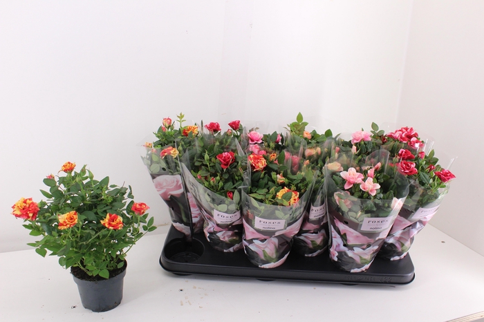 <h4>RO VICTORY GEM</h4>