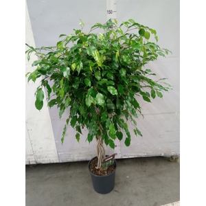 Ficus benja. 'Exotica'