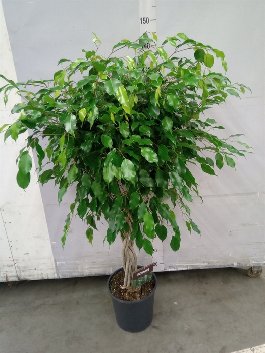 <h4>Ficus benja. 'Exotica'</h4>