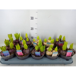 Hyacinthus orie.   ...mix 3