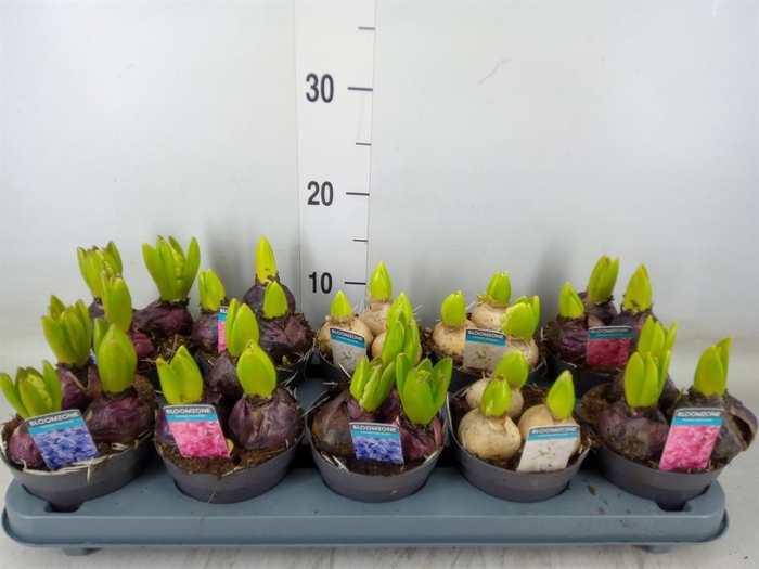 <h4>Hyacinthus orie.   ...mix 3</h4>