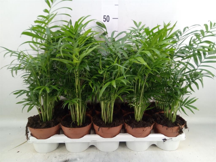<h4>Chamaedorea elegans</h4>