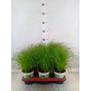 Cyperus alternifolius 'Zumula'