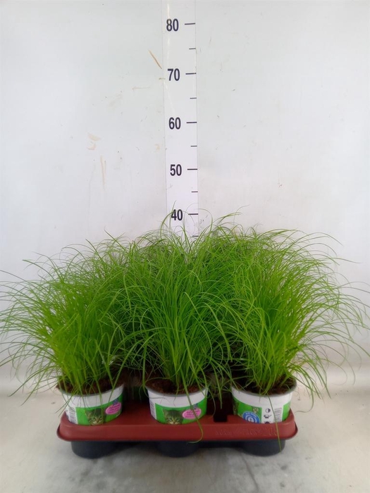 <h4>Cyperus alternifolius 'Zumula'</h4>