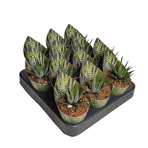 HAWORTHIA FASCIATA 'BIG BAND' - POT Ø 6,5 WITH POTCOVER (SUCCULENTEN)