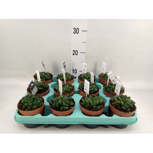 Haworthia   ...