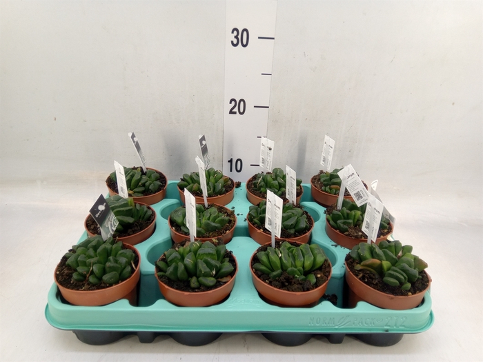 <h4>Haworthia   ...</h4>