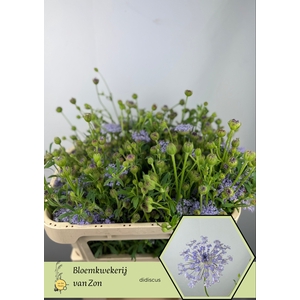ZOMERBLOEM OV