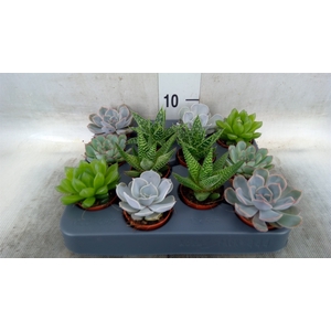 Succulents   ...mix 6