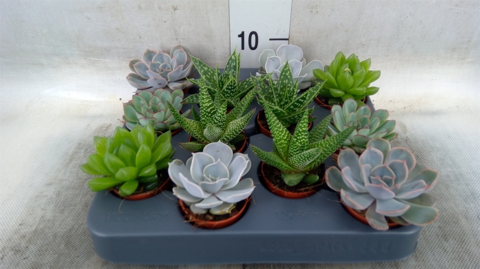 <h4>Succulents   ...mix 6</h4>