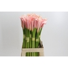 Zantedeschia Eydolls Salmon