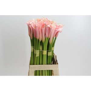 Zantedeschia Eydolls Salmon