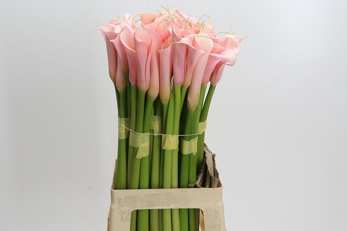 <h4>Zantedeschia Eydolls Salmon</h4>