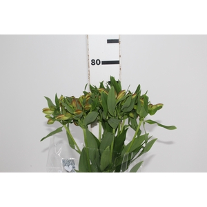 ALSTROEMERIA ALOHA 080 CM