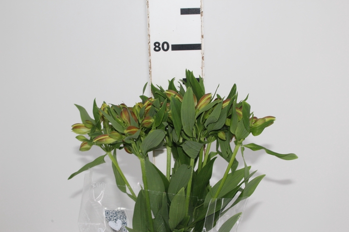 <h4>ALSTROEMERIA ALOHA 080 CM</h4>