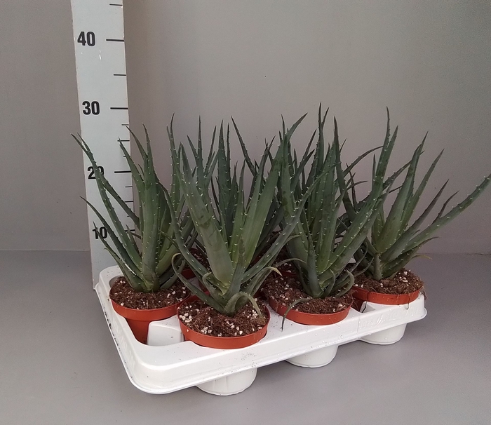 <h4>Aloe arborescens</h4>