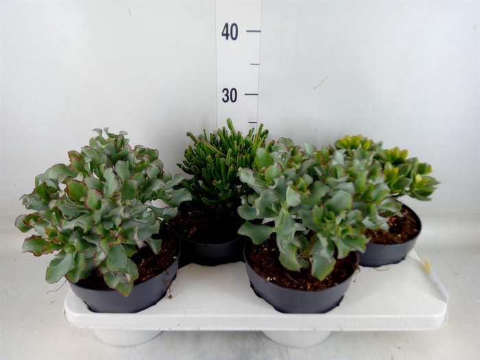 <h4>Crassula   ...mix</h4>