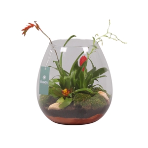 Green Bottle Abby Large met Bromelia