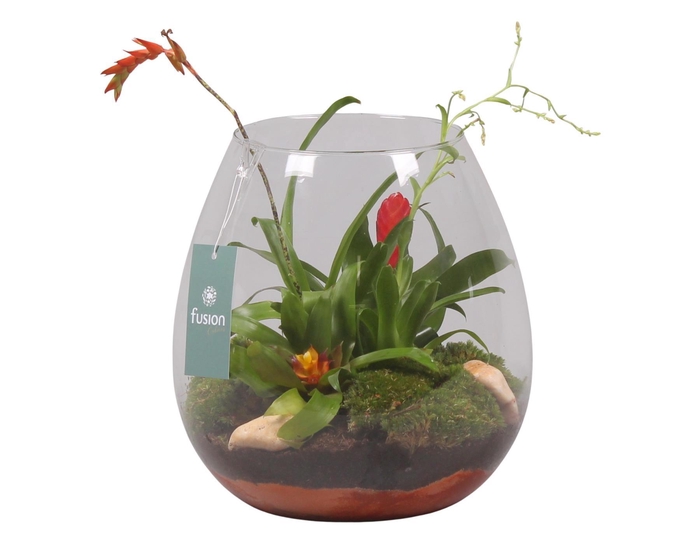 <h4>Green Bottle Abby Large met Bromelia</h4>