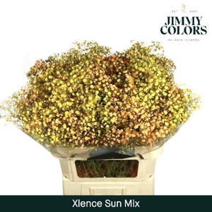Gyps Xlence L80 Sun Mix