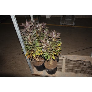 DRACENA CORDYLINE PENA DE INDIO 8L