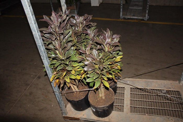 DRACENA CORDYLINE PENA DE INDIO 8L