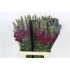 Antirrhinum Potomac Red