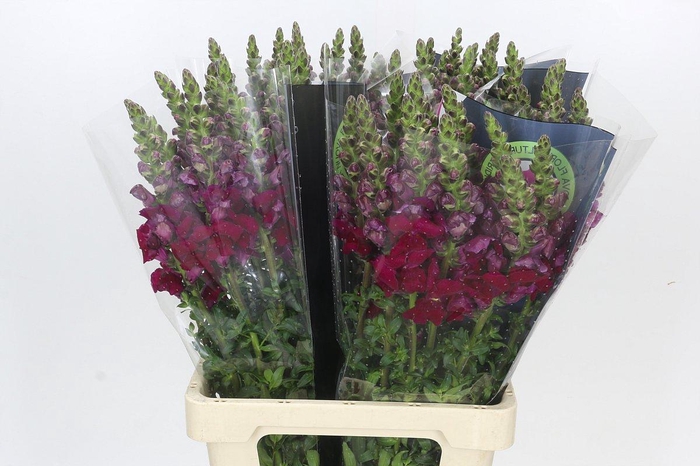 <h4>Antirrhinum Potomac Red</h4>