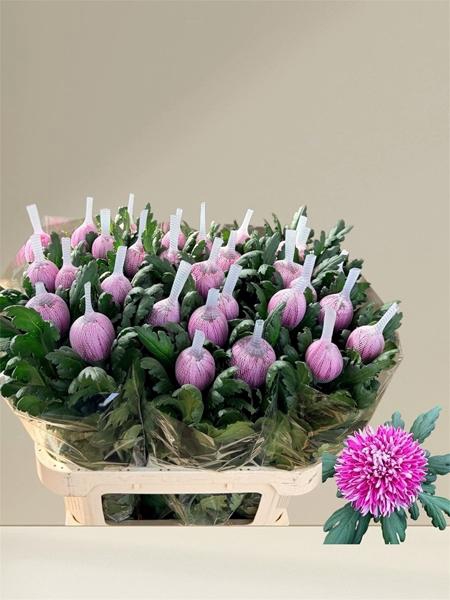 <h4>CHR G HORNBILL DARK</h4>