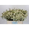 Chamelaucium Ivory Pearl