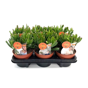 Crassula ovata 'Horn Tree'