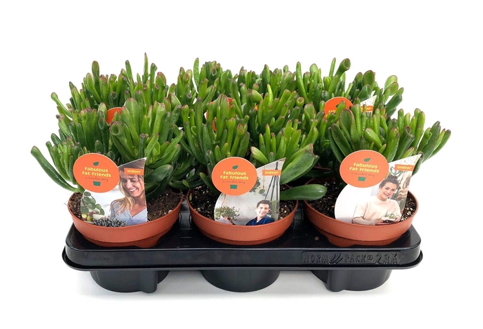 <h4>Crassula ovata 'Horn Tree'</h4>