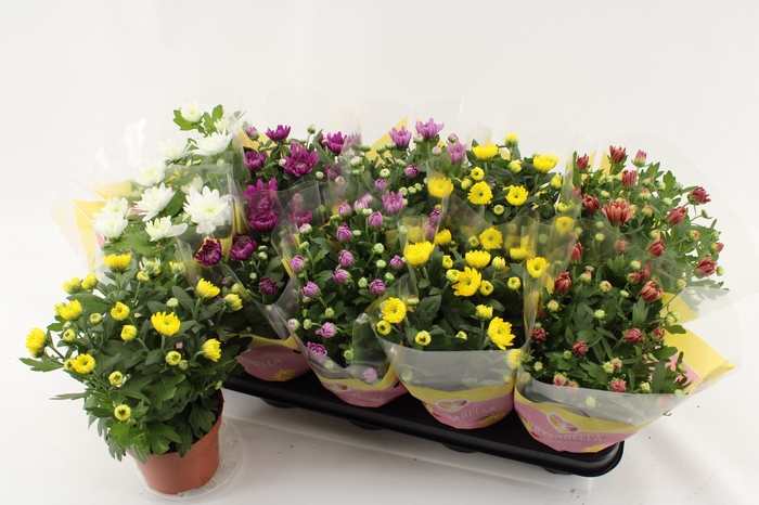 <h4>CHRYS GEVULDBL GEM</h4>