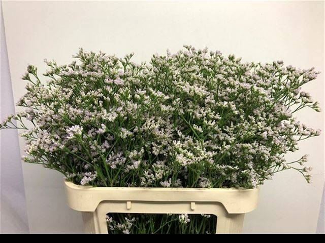 <h4>LIM WHITE NETO</h4>