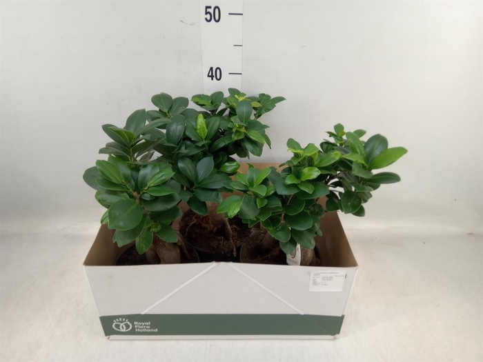 <h4>Ficus microcarpa 'Ginseng'</h4>
