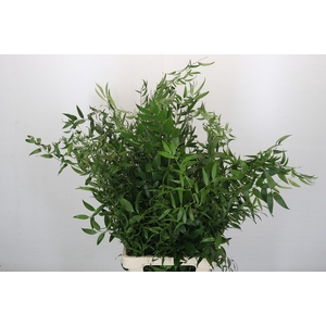 Ruscus Fine long x4