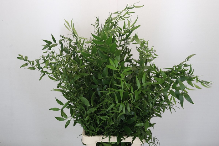 <h4>Ruscus Fine long x4</h4>