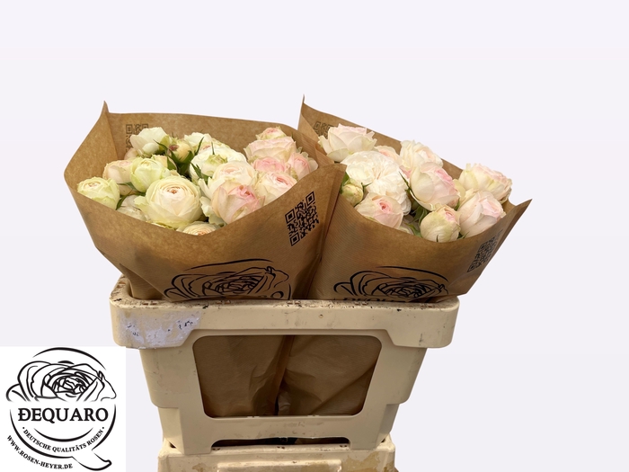 <h4>R TR GRANDMA F ROMY</h4>