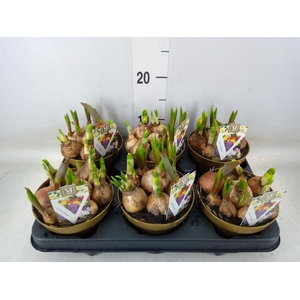 Bolbloemen   ...mix in pot