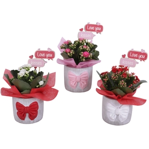 Mothersday Arr. Indoor Ceramic Pot with Bow 3 Color Mix Ø10cm1PP
