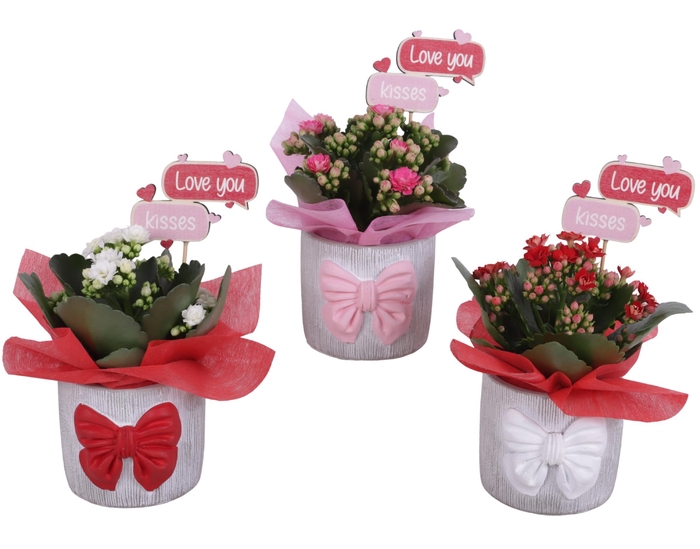 <h4>Mothersday Arr. Indoor Ceramic Pot with Bow 3 Color Mix Ø10cm1PP</h4>