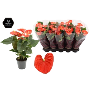 Anthurium 12 cm Cinemato in Couture Diamond Line sleeve