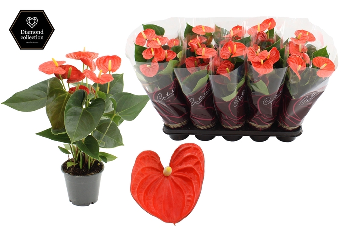 <h4>Anthurium 12 cm Cinemato in Couture Diamond Line sleeve</h4>