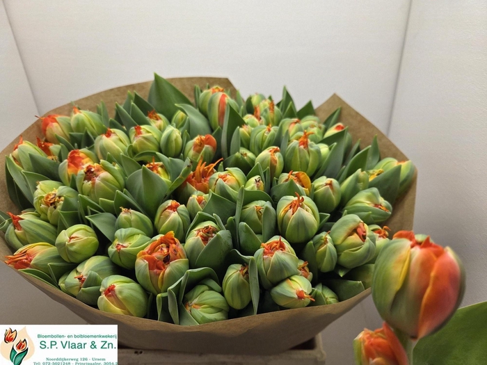 <h4>TU DU KINGSDAY</h4>