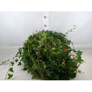 Hedera helix 'Shamrock'