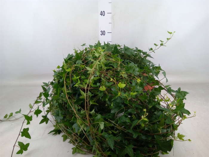 <h4>Hedera helix 'Shamrock'</h4>
