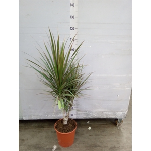 Dracaena marg. 'Bicolor'